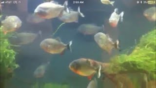 Planted Red belly Piranha breeding Cariba piraya amp ternetzi [upl. by Bough]