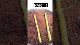 Simple lemon Propagation  grow lemon by cutting garden shorts [upl. by Nanda517]