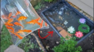 BUYING COLORFUL FISH for My TURTLE POND [upl. by Munroe]