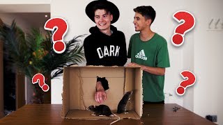 EXTREME WHATS IN THE BOX CHALLENGE w WILLNE [upl. by Angeline]