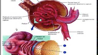 Introduction to Nephrology [upl. by Filler194]