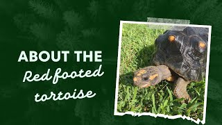 Quick tips on the red footed tortoise [upl. by Elockcin]