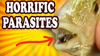 Top 10 Weird and Disturbing Parasites — TopTenzNet [upl. by Morette]