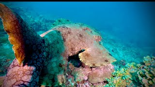 AGGRESSIVE WOBBEGONG SHARK ATTACKS DIVER Diving in Papua New Guinea in 4K60fps [upl. by Assened]