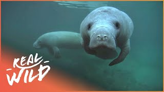 Is It Too Late For The Manatees Wildlife Documentary  The Blue Realm  Real Wild [upl. by Ahsied]