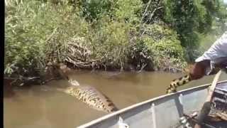 Worlds Largest Snake Found in Amazon River Anaconda 2016 [upl. by Akinek100]