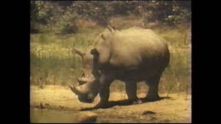 Valley of Rhino full documentary [upl. by Yacano]