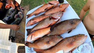 Handline fishing for coral trout [upl. by Howe]