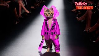 😸CATS ON THE RUNWAY BEST SHOW OF 2024 [upl. by Esineg]