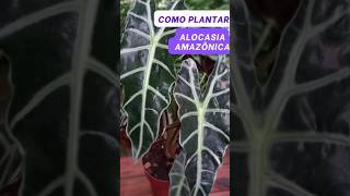 Como plantar Alocasia Amazônica alocasia plantas folhagem replante jardim [upl. by Pierrepont519]