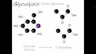 Which Acid Do I Need For Skin Top 7 Acids In Your Skincare Routine [upl. by Garvey]