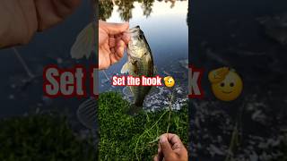 Be Ready To Set The Hook Lefty Fishing Fly for Bass flyfishing fishing bass [upl. by Ihc]