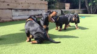 Black amp Tan Coonhound puppies [upl. by Arraic]