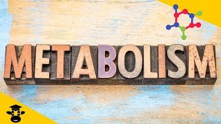 What is metabolism in biology [upl. by Maziar]