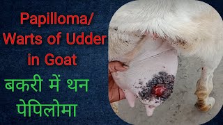 PapillomaWarts in Udder of Goatबकरी के थन में पेपिलोमा Warts in GoatDrShankerVetVirtualClasses [upl. by Rosalba]