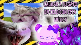 🐱COMO TIENES que calmar a tu GATA cuando esta en celo con MÚSICA🎵 super efectivo DEMOSTRADO [upl. by Revell92]