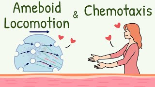 Ameboid Movement of the Cell  Chemotaxis  Ameboid Locomotion Animation  Chemotactic Substance [upl. by Philbin]