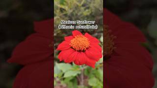 quotMexican Sunflower Tithonia rotundifolia in Full Bloom  Nature’s Brightest Beauty 🌻✨quot [upl. by Borlow]