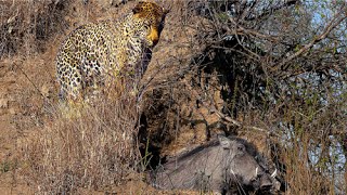 Leopard Catches Warthog in its Burrow  Stealth at its Best [upl. by Cardon]