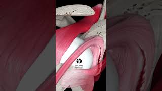 Shoulder Labrum Tear Repair [upl. by Singleton497]