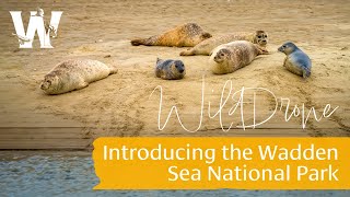 WildDrone Introducing the Wadden Sea National Park [upl. by Enirehtakyram]