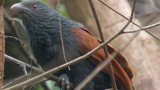 Philippine Coucal  Calling [upl. by Karla]