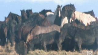 De Paarden van Marrum  De 25 meest bijzondere heldendaden [upl. by Leaper]