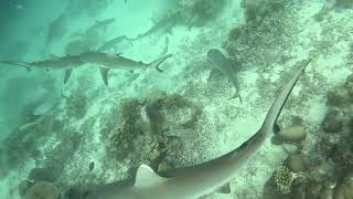 Maldives Sharks Freediving [upl. by Cates632]