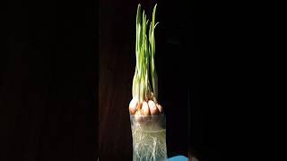 Growing Garlic time lapse plants shorts timelapse [upl. by Brod]