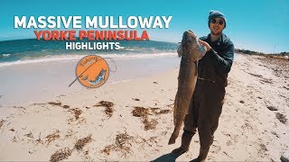 MASSIVE MULLOWAY  Yorke Peninsula Highlights [upl. by Atneuqal]