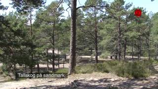 Stockholm Archipelago  Sandhamn [upl. by Ordnasil]