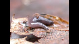 Not all flatworms are bad [upl. by Burgess]