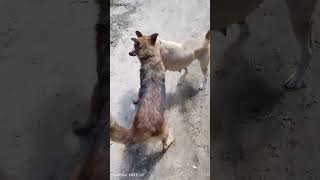 part 2Dog fighting to deathGerman shepherd vs local dog [upl. by Zsazsa]