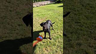 Dale the pigeon Chases a golf ball with my Neapolitan Mastiff Holly [upl. by Berhley79]