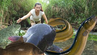 Top video Harvesting fish with nets using water pumps to catch fish and fish traps eel traps [upl. by Schroeder]