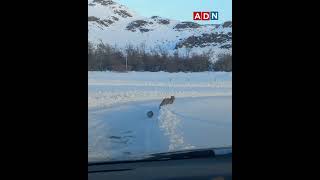 Un zorro y una mofeta fueron vistos caminando juntos en el corazón de la Patagonia Argentina [upl. by Gerdeen]