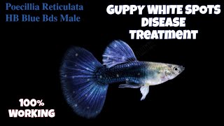 Guppy Fish White Spots Disease Treatment  Aquarium Fish Disease100 Working Treatment [upl. by Eetsirhc221]