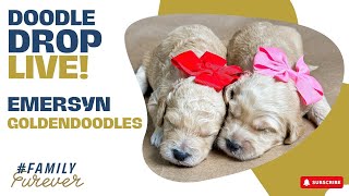 Goldendoodles with the most beautiful blocky heads  Doodle Drop LIVE [upl. by Odette]