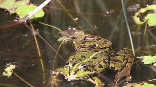 Zwei Teichfroschmännchen liefern sich Rivalenkampf um Weibchen [upl. by Gney328]