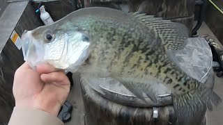 Crappie Fishing Lake Darbonne Livescope  Giant  Crappie [upl. by Power98]