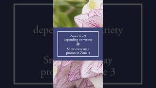 Grow Hellebores Confidently [upl. by Ative]