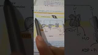 La chaine respiratoire 1ère partie 2bac science [upl. by Mccullough]