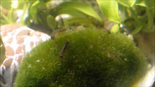 Asellus aquaticus colony water louse aquatic sowbug in timelapse  64x faster than normal speed [upl. by Lipp]