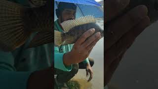 Catch and release Tilapia Fish tilapia billet fishing BPL Fishing Noorbasha [upl. by Biddick219]