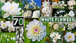 70 White Flowers Name with Pictures in English  Flowers Name in English With Pictures whiteflowers [upl. by Broek]