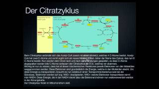 Stoffwechsel des Muskels Wie kriegt der Muskel seine Energie Teil 22 [upl. by Vastah]