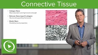 Connective Tissue – Histology  Lecturio [upl. by Emya939]