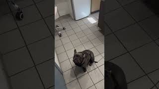 Yoda’s diary part 2 dogsofyoutube frenchiesofyoutube frenchbulldog frenchie petsofyoutube [upl. by Aihsena]