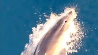 Praia a Mare lo spettacolo dei delfini anche in inverno il video di un pescatore [upl. by Anoirtac]