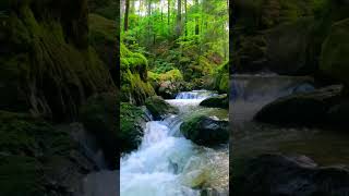 Rainforest water natureshortsvideo [upl. by Agem]